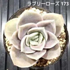 ラブリーローズ 173 エケベリア 多肉植物 抜き苗