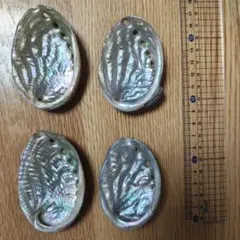 2025年最新】アワビ貝殻の人気アイテム - メルカリ