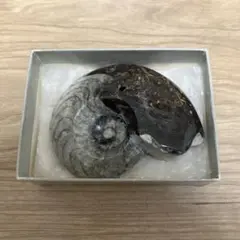 アンモナイト 化石 標本 北海道産 中生代白亜紀 アンモナイトが2つ確認
