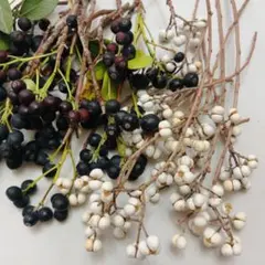 花材2点セット　シャリンバイ　ナンキンハゼ