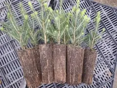 NOBU　プロフ必読です。様 リクエスト 2点 まとめ商品