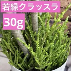 ①ニョキニョキ可愛い❣️若緑　クラッスラ　30g カット苗⭐️多肉植物　寄せ植えのサムネイル