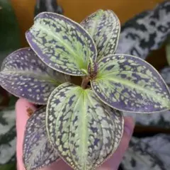 Sonerila dongii ソネリラ　ドンギー　(cantonensis)
