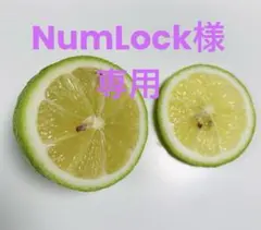 NumLock様　専用　(瀬戸田産　レモン　正味2.5KG超)