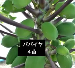 garam様 確認用パパイヤ苗 台農1号x４苗 ヘルシー野菜 garam様 確認用パパイヤ苗 台農1号x4苗 ヘルシー野菜 - メルカリ