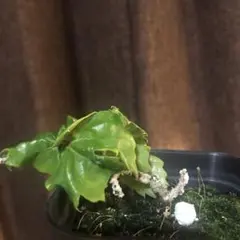 2025年最新】竜神蔦の人気アイテム - メルカリ