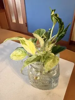 ꕤポトスエクセレント・グローバル・ラブソング❤︎