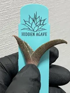 2026年最新】hidden agaveの人気アイテム - メルカリ