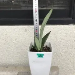 秋草モモ様 リクエスト 2点 まとめ商品