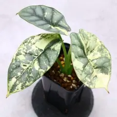 ◇RGL◇ 子株 現地便です 斑入り アグラオネマ ピクタム - メルカリ