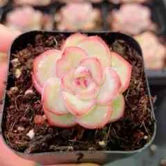 66#観葉植物ア工オニウム錦❤️レッド富士❤️青花瓷❤️1大頭2小頭9cm