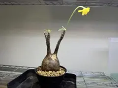 最終値下げ特価❗本日まで❗早いもの勝ち❗パキポディウム　グラキリス現地球　大株 2025年最新】グラキリス 現地球の人気アイテム - メルカリ