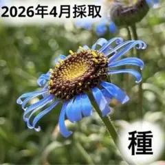 2026年最新】ブルーデイジー 苗の人気アイテム - メルカリ