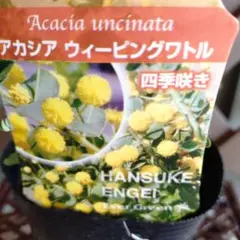 三毛猫様 リクエスト 3点 まとめ商品