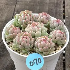 ꕤclara*様 リクエスト 2点 まとめ商品