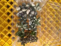 多肉植物カット苗詰め合わせD