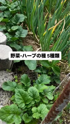 【種子】野菜・ハーブの種まとめのサムネイル