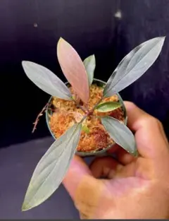 T.L Homalomena sp. 花緑青 銀葉細葉個体+エラトステマ T.L様専用 Homalomena sp. 花緑青 銀葉細葉個体+エラトステマ - メルカリ