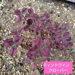 【抜き苗】ティントワイン　クローバー　苗