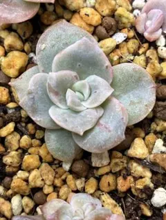 ❤️専用出品❤️ラブリーローズ錦❤️カキコカット★11 2025年最新】ラブリーローズ錦 赤斑の人気アイテム - メルカリ