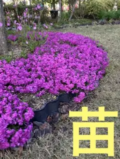 nekomusic様 リクエスト 2点 まとめ商品