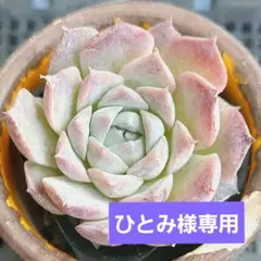 ひとみ様 リクエスト 4点 まとめ商品