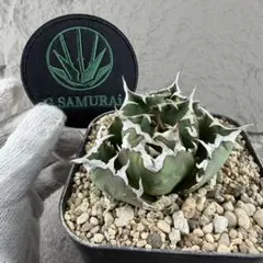 2025年最新】台湾アガベの人気アイテム - メルカリ