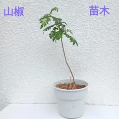 4124○実山椒900粒以上①送料込¥830［260526］ - メルカリ