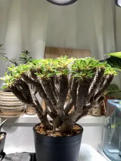 2026年最新】ギラウミニアナ 現地球の人気アイテム - メルカリ