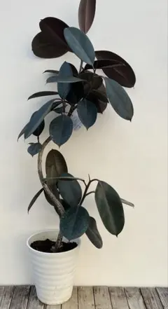 2026年最新】フィカスバーガンディの人気アイテム - メルカリ