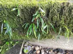 ノキシノブ 苗 苔テラリウム素材