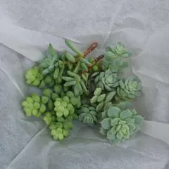 ドドシュカ様 リクエスト 3点 まとめ商品