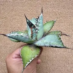 ぴ*ー様 【Lj_plants】L 471アガベ ライオンズメーン/ライオンズメのサムネイル