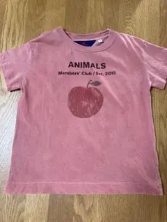 THE ANIMALS OBSERVATORY