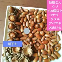 各種どんぐり　100個以上　コナラ　シラカシアカガシ　クヌギ　アベマキ　帽子