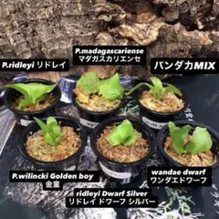 ビカクシダ リドレイ シルベリー マダガスカリエンセ ワンダエドワーフ