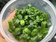 ブセファランドラ29種セット ブセファランドラ29種セット ブセファランドラ29種セット