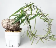 激レア/大株/塊根植物】アデニア ペナンギアナ 鉢植え - メルカリ