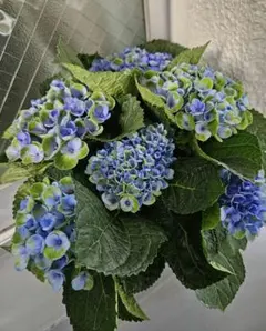 マジカルレボリューション　ビター ブルー　紫陽花　アジサイのサムネイル