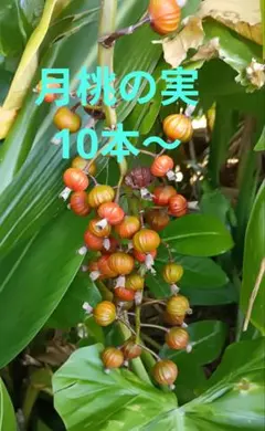 月桃の実10本　購入後収穫！事前コメント必須　花材　ステム長め　　ドライ 月桃の実10本 購入後収穫！事前コメント必須 花材 ステム長め ドライ