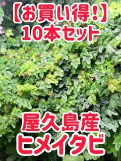 屋久島産ヒメイタビ【10本＋α】トリミング株 パルダリウム