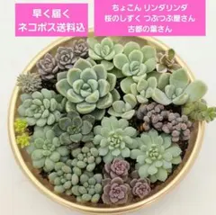 ⑳寄せ植え ちょこん❣️あかずきん❣️古都の葉❣️リンダ❣️10苗メルカリ便込