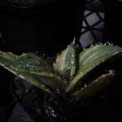 E2834【鉢植え発送】アガベ チタノタ 白鯨錦 縞斑 白鯨斑入り