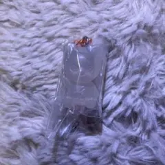 StrayKids スキズ SKZOO グミ&チャーム ヒョンジン ジニレット