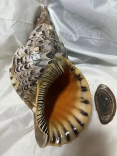 貝殻　ホラ貝蓋付