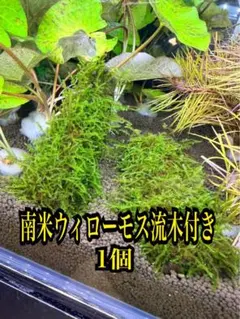 2026年最新】流木 ウィローモスの人気アイテム - メルカリ