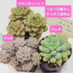 2026年最新】つぶつぶ屋の人気アイテム - メルカリ