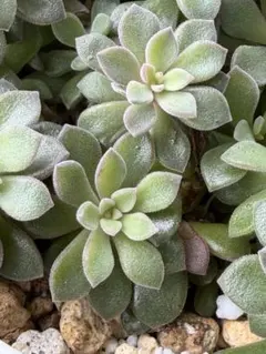 多肉植物 スプリングワンダー×銀天女 発根済み挿し木苗② - メルカリ