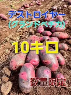 長崎県産 デストロイヤー グランドペチカ 箱込み10キロのサムネイル
