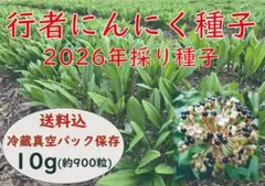 数量限定4/4本日採取新鮮発送】行者にんにく (天然) 650g 北海道産